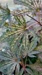 IMG_20200805_181817.jpg