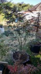 IMG_20200805_181809.jpg