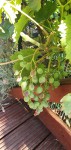 20200807_124429.jpg