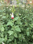 IMG_3739.JPG