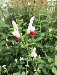 IMG_8377.JPG