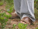 p7132672ek3.jpg