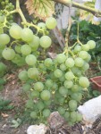 IMG_0816.JPG