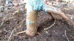 DSC00566.JPG