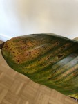 IMG_3579_2.jpg