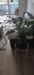 IMG_20200813_114343_890.jpg