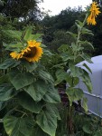 IMG_8061.JPG