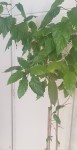 20200814_234720_compress79.jpg