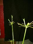 Plantes 032.jpg