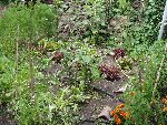 courgettes, salades, aubergines, tomates