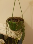 Senecio muerto