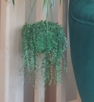 Senecio bueno