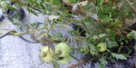 20200816_090150.jpg