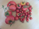 Tomates-1.JPG