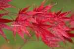 couleurs à l'automne