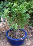 acer.p.crippsii00_200810a.jpg