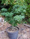 acerp-shishi_200810a.jpg