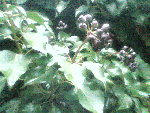 Photo034.jpg