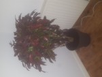 croton2.jpg