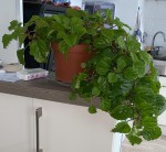 IMG-20200819-WA0000lll.jpg