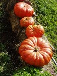 alignement de courges