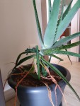 thumbnail_20200819_141916.jpg (218.08 Kio) Consulté 2894 fois aloe