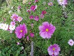 des cosmos en bordure