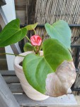 20200820_082057.jpg