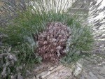 IMG_20200822_153906971.jpg