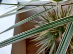 dracaena2.jpg