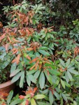rhododendron en cours d'attaque