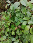camélia, les feuilles sont tombées et les bourgeons ont séché