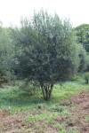 Arbre