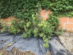 Photo 22-08-2020 17 34 05.jpg