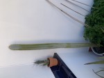 CE672634-4D90-4F9B-954B-6B4BA7D19DD5.jpeg