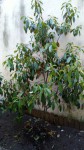 cour-arbre.jpg
