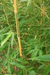 DSCF2745.JPG