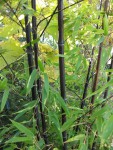 DSCF3178 2.jpg
