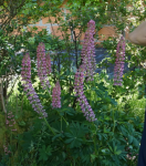 Lupin des bois.PNG