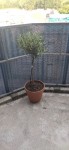 IMG_20200826_185815_424.jpg