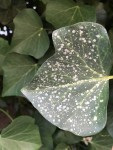 IMG_3353.jpeg