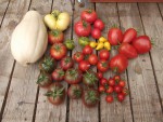 Tomates-3.JPG