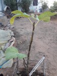 Fig2.jpg