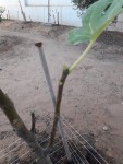 Fig3.jpg
