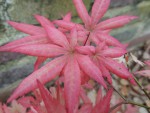 la plante mère photographiée par Gomero