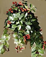 Aeschynanthus.JPG