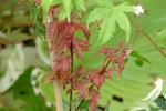 Acer palmatum 'Verkade’s Jaus Potus'1.JPG