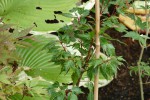 Acer palmatum 'Verkade’s Jaus Potus'.JPG