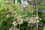 sensu1.JPG