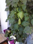 IMG0307A.jpg
